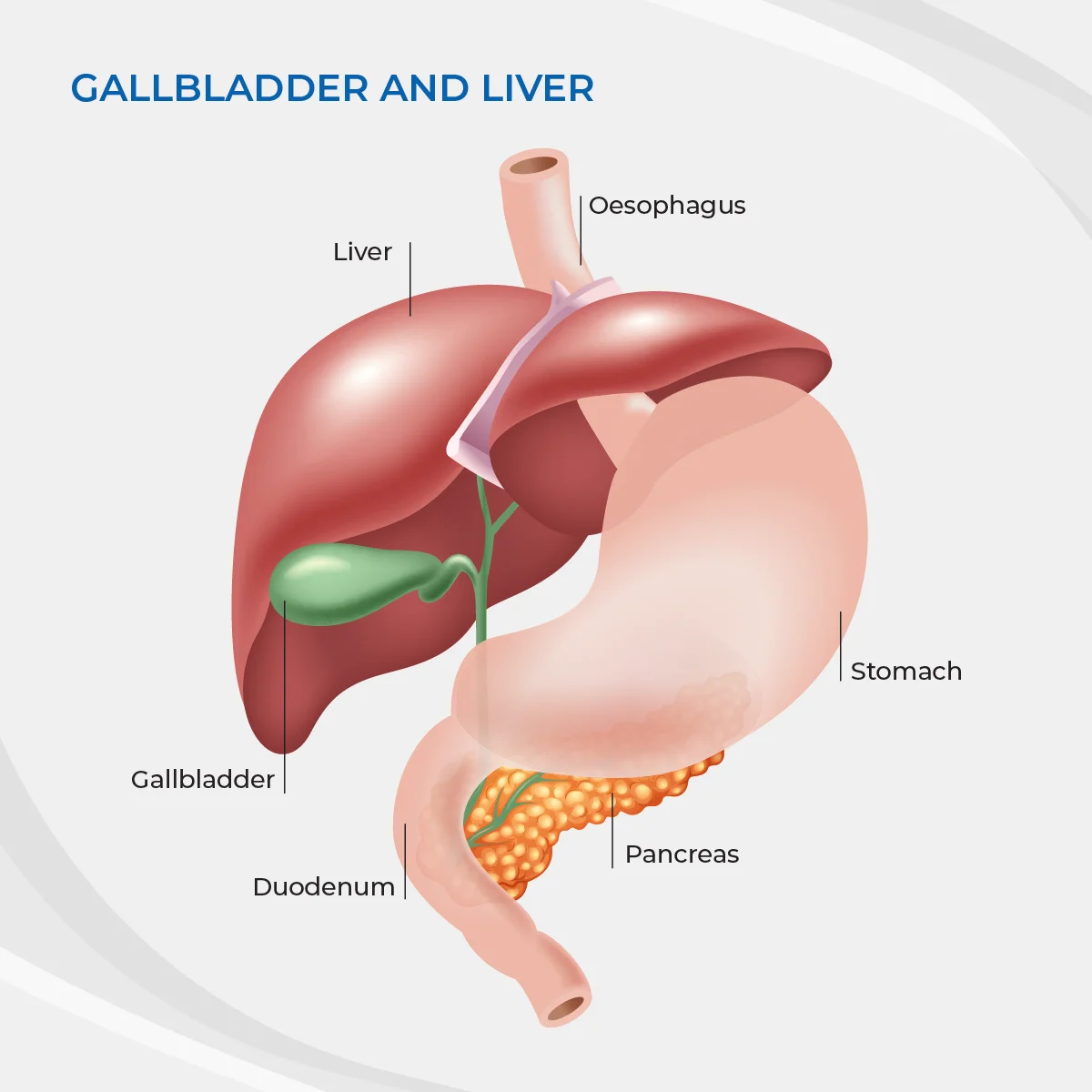 gall bladder